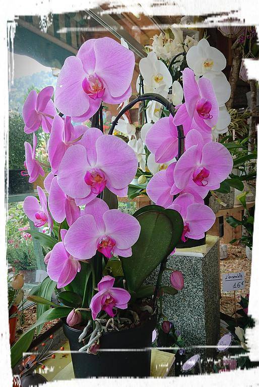 Décoration florale