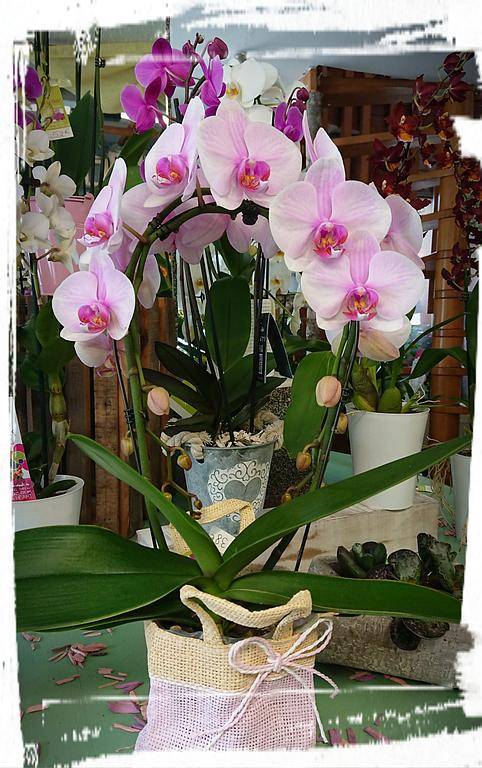 Décoration florale