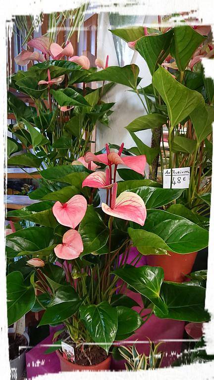 Décoration florale